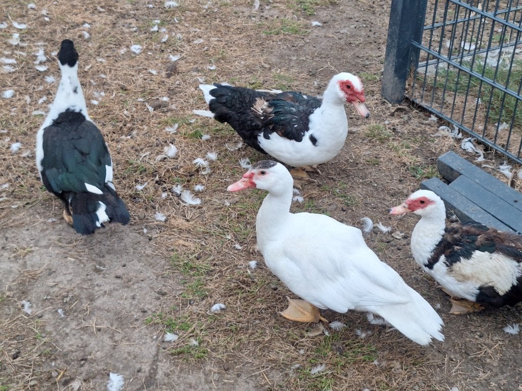 Barberie, Plusieurs animaux, Canard
