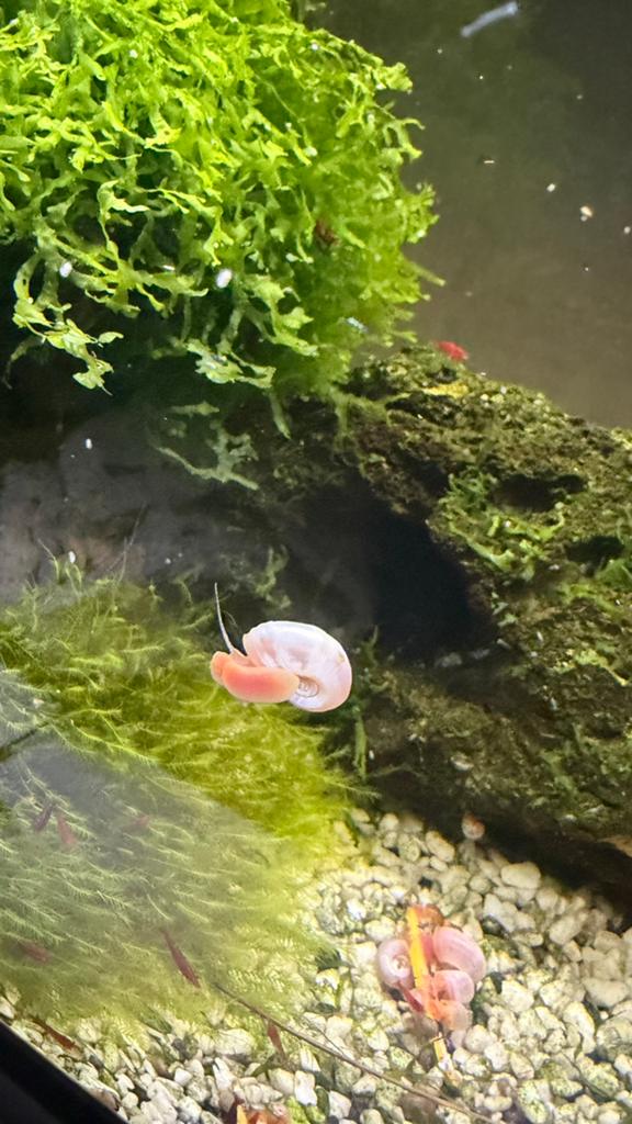 Hornsnails roses