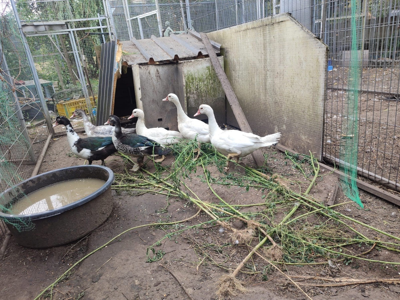 6 barberie eenden te koop. april 2026, Plusieurs animaux, Canard