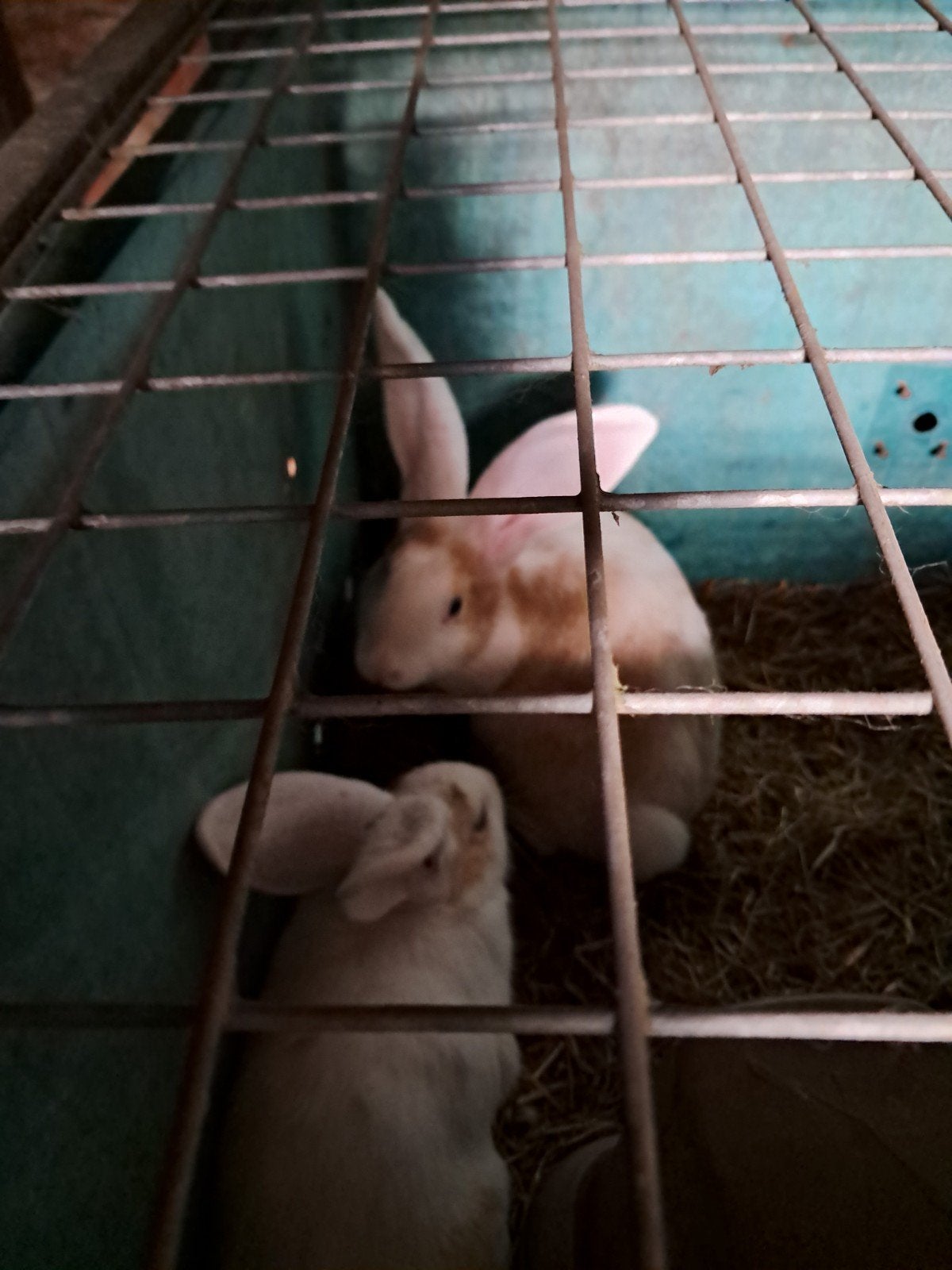 jonge Duitse reuzen, Dieren en Toebehoren