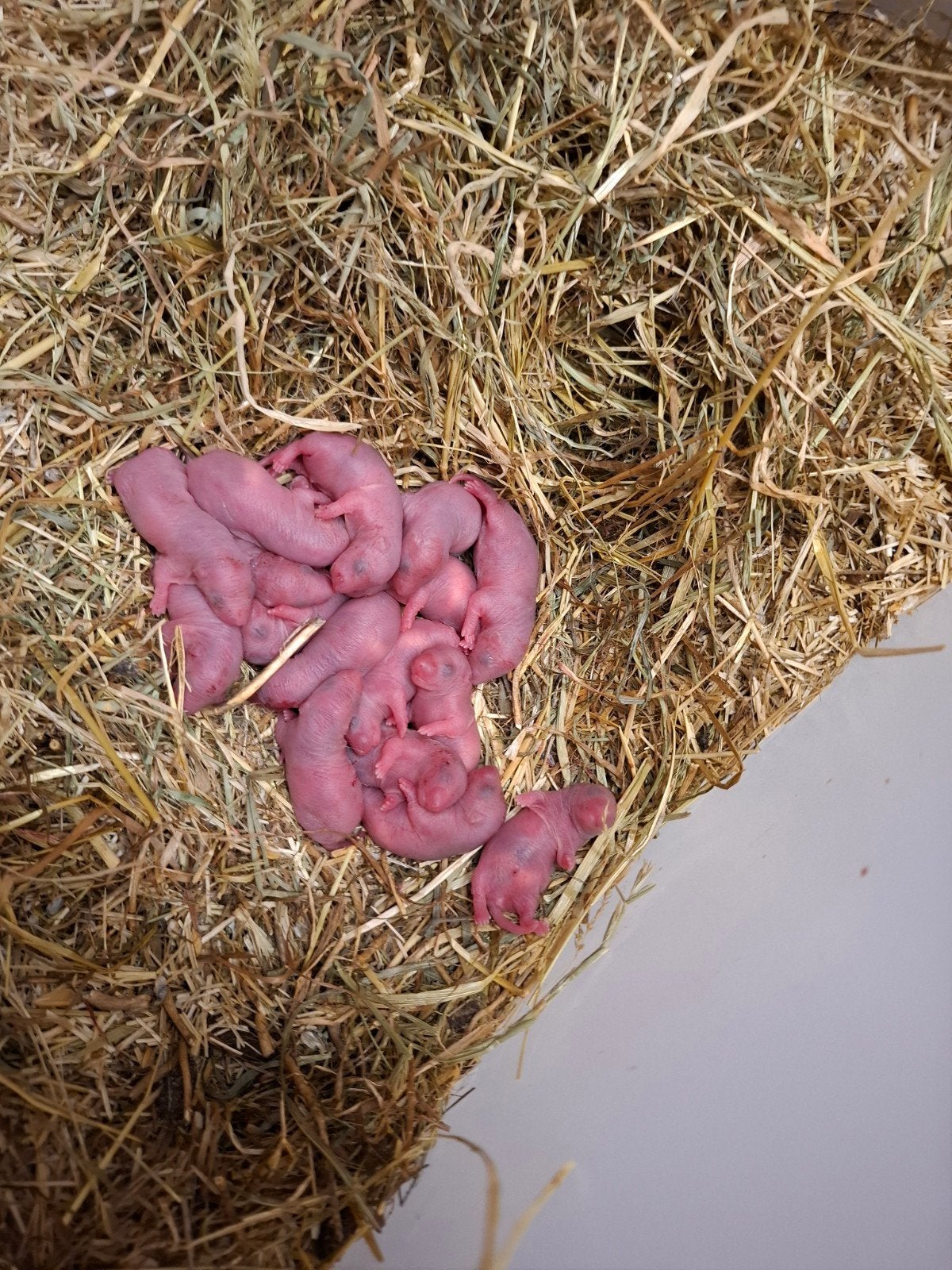 ratjes, Dieren en Toebehoren, Rat, Meerdere dieren, Tam, Oktober