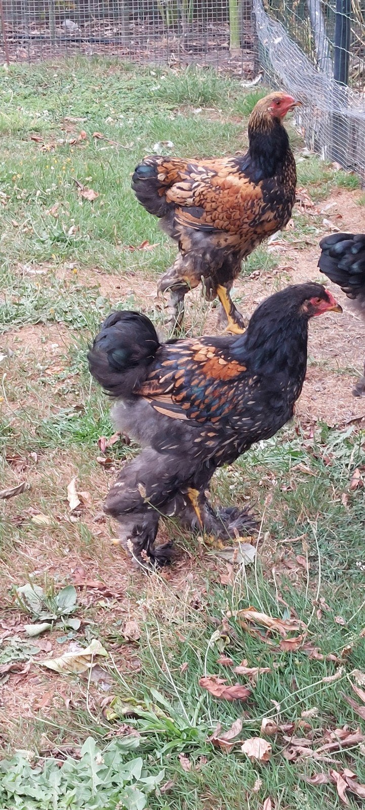 5 brahma hanen, 2 marans hanen, Dieren en Toebehoren
