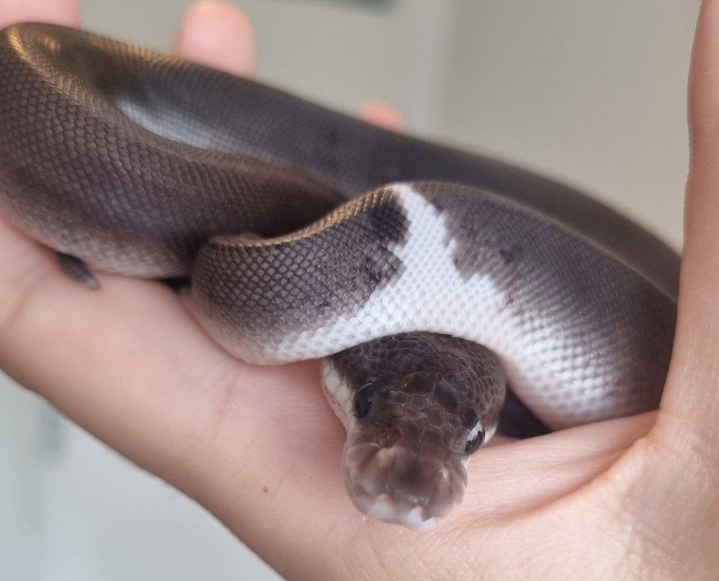 0.1 8 ball ( clown gravel spotnose ) koningspython Ball Python - female for sale from Mex