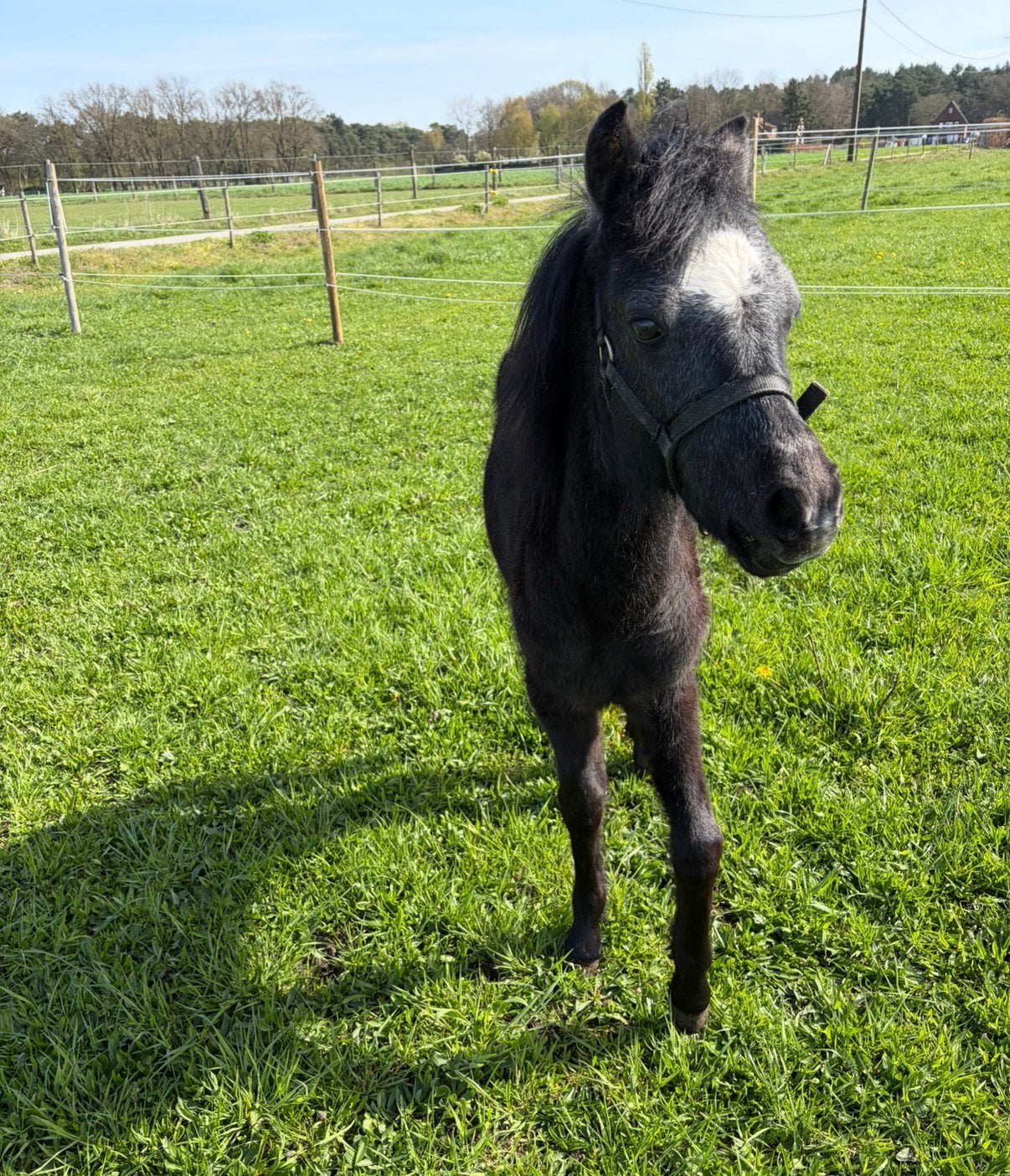 Welsh pony B jaarling merrie, Animaux & Accessoires, Poneys, Jument, Non dressé, Poney B (1.17 m à 1.27 m), Poney de récréation
