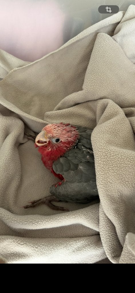Rosalbin-kaketoe, Dieren en Toebehoren, Geslacht onbekend, Papegaai, Tam