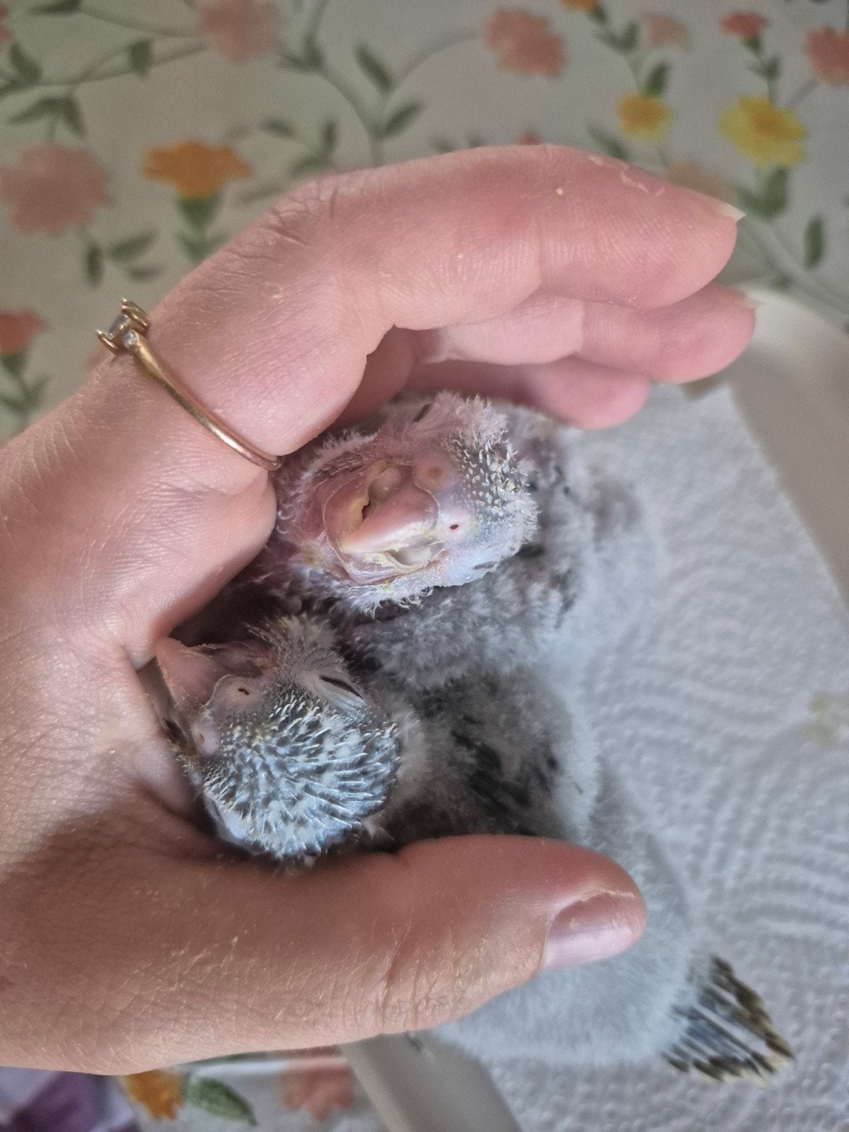 Conure molinae, Dieren en Toebehoren