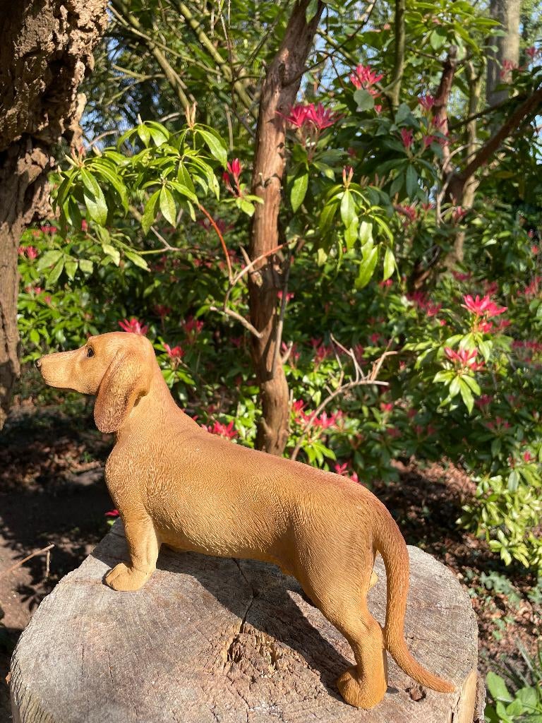 Beeld teckel, tekkel, hond, tuin, gazon 30 cm, Ophalen of Verzenden, Nieuw, Kunststof, Dierenbeeld