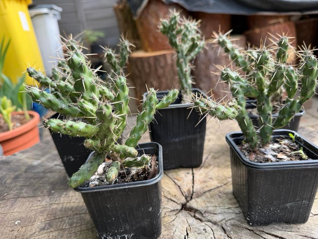 Winterharde cactussen, Ophalen