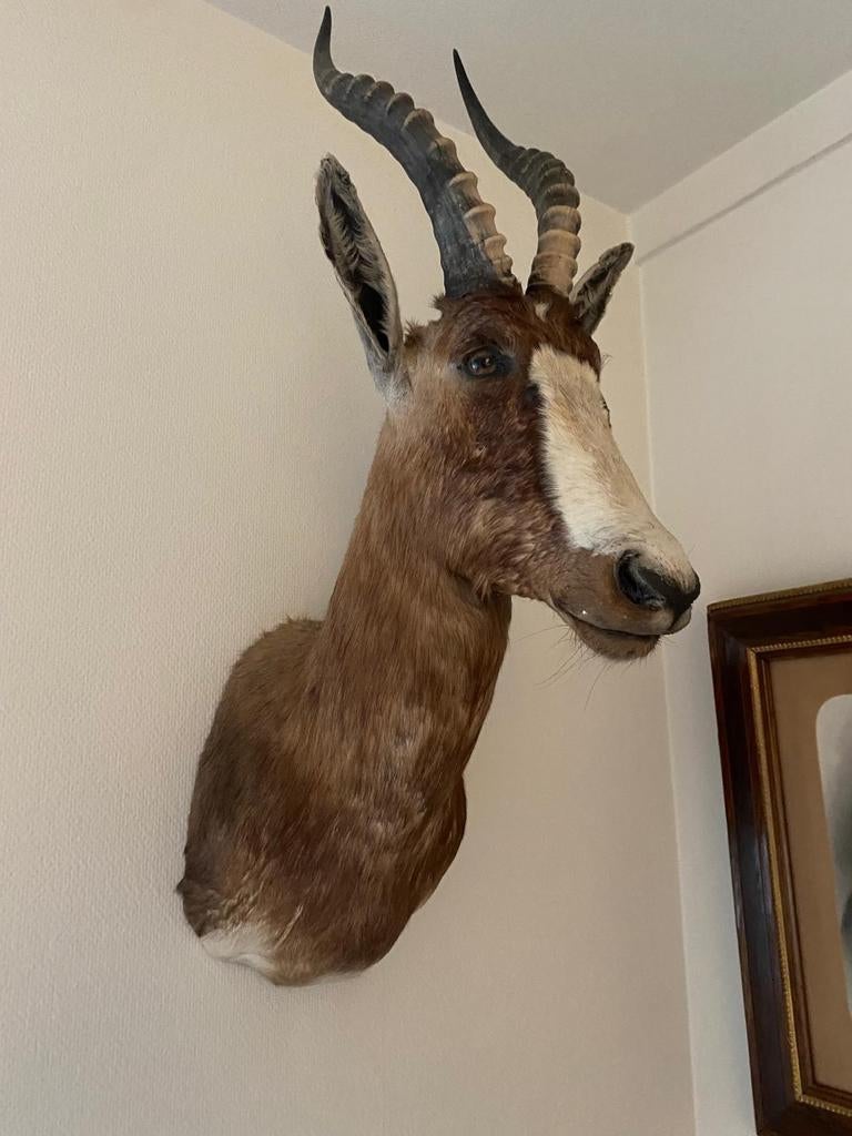 Taxidermie hert, blesbok, Ophalen of Verzenden, Hert