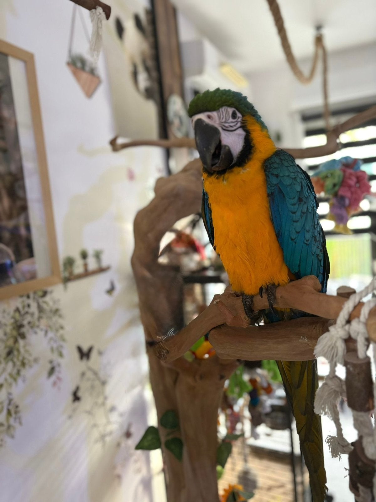 Ara ararauna jong 4 maanden, Dieren en Toebehoren, Vogels | Parkieten en Papegaaien