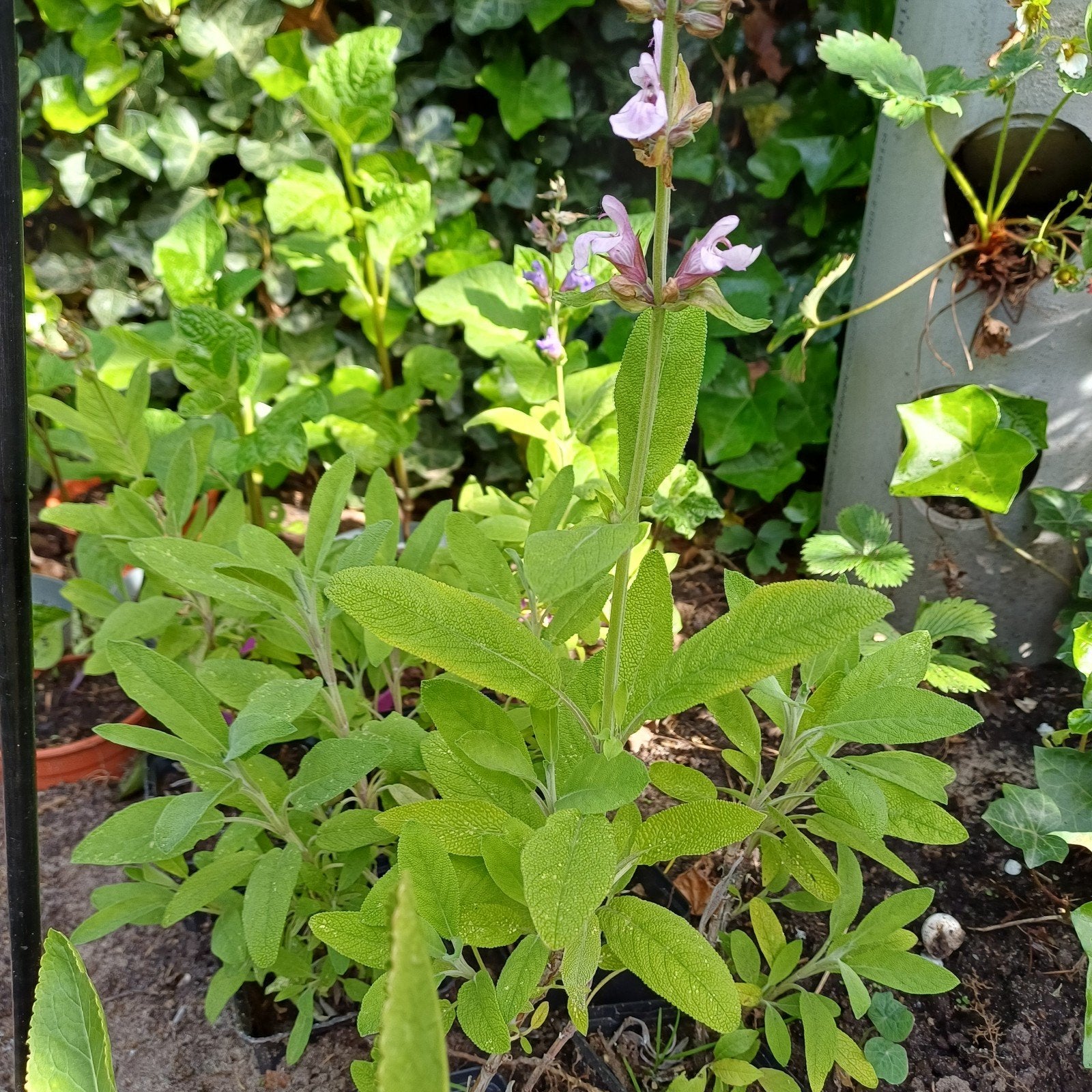 Salie, Ophalen, Vaste plant