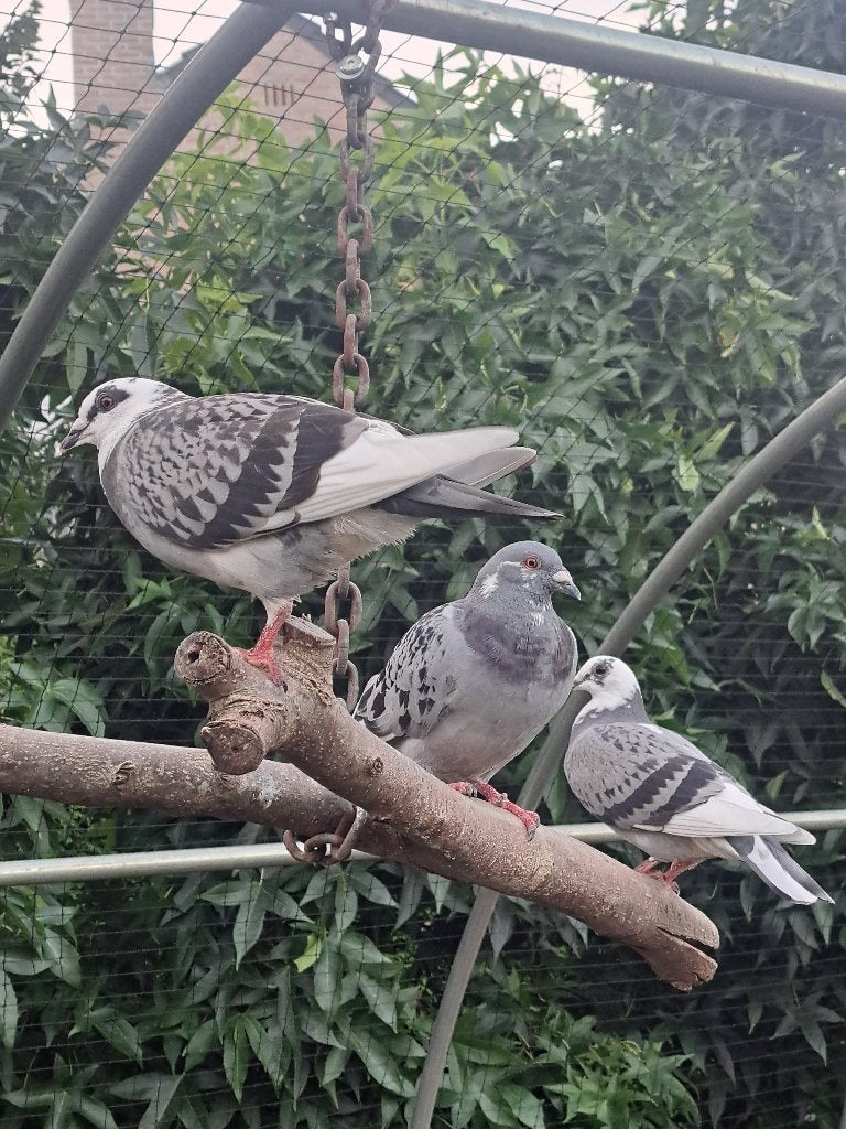 Duiven, Plusieurs animaux, Pigeon voyageur