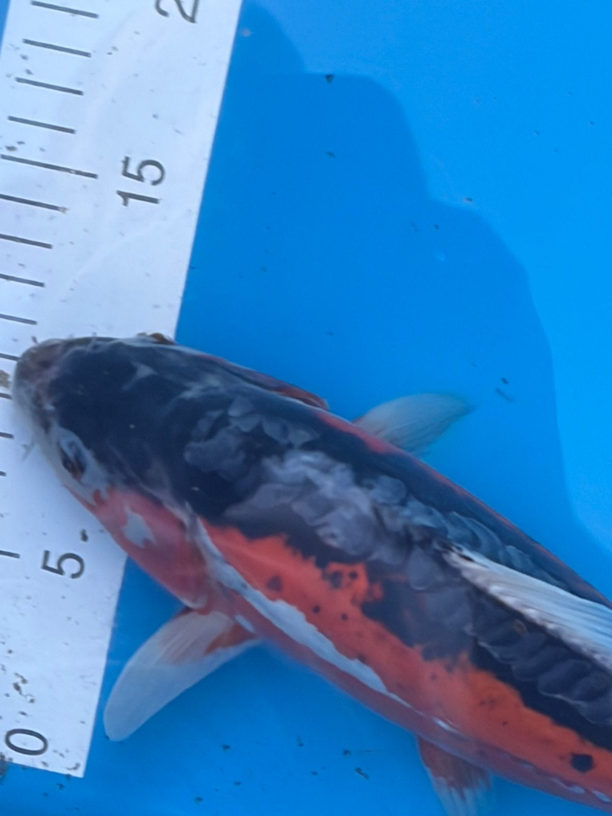 Koi tosaï, Animaux & Accessoires, Poissons | Poissons d'étang