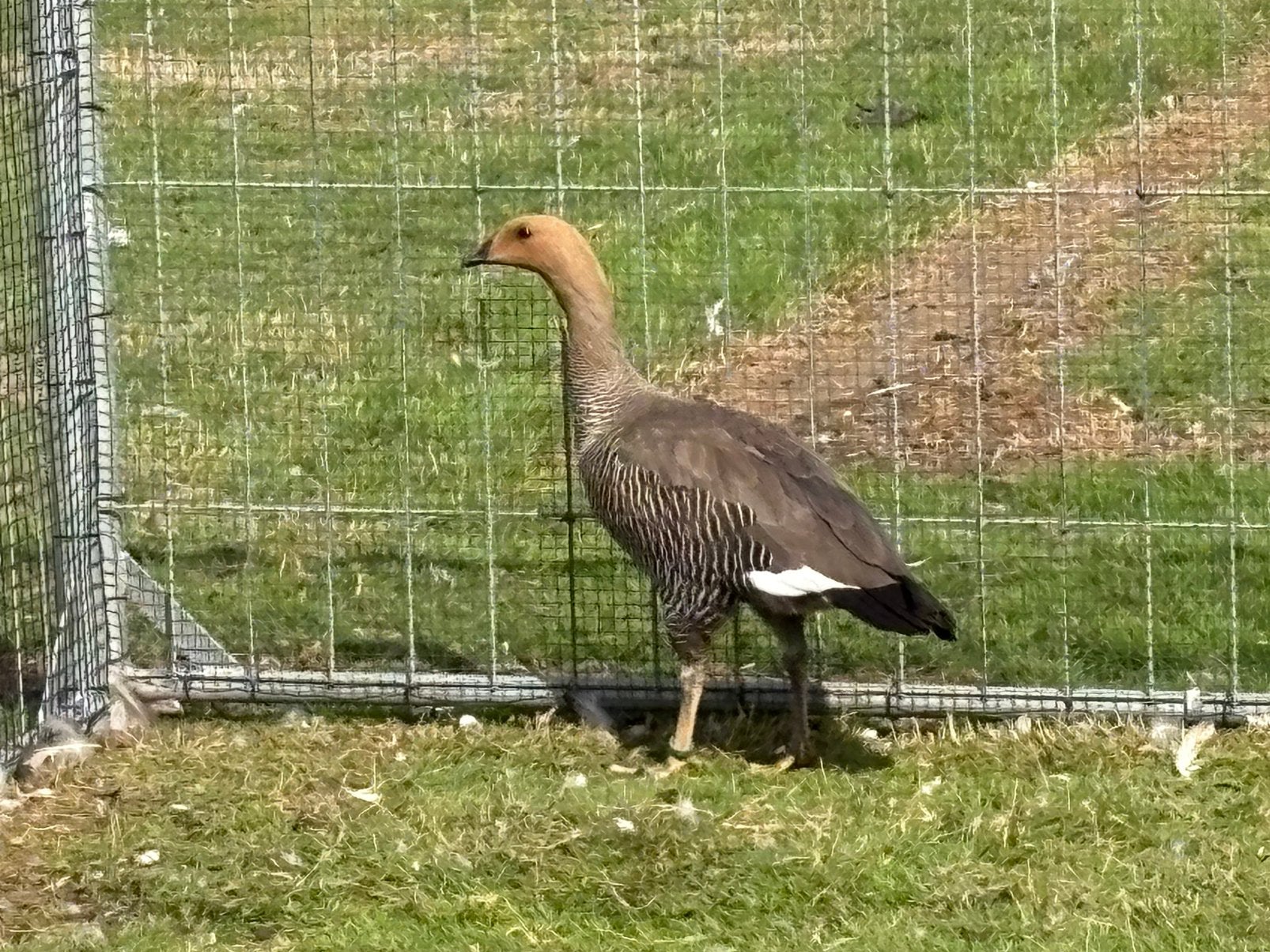 Grote Magelhaengans, Dieren en Toebehoren, Vrouwelijk, Gans of Zwaan