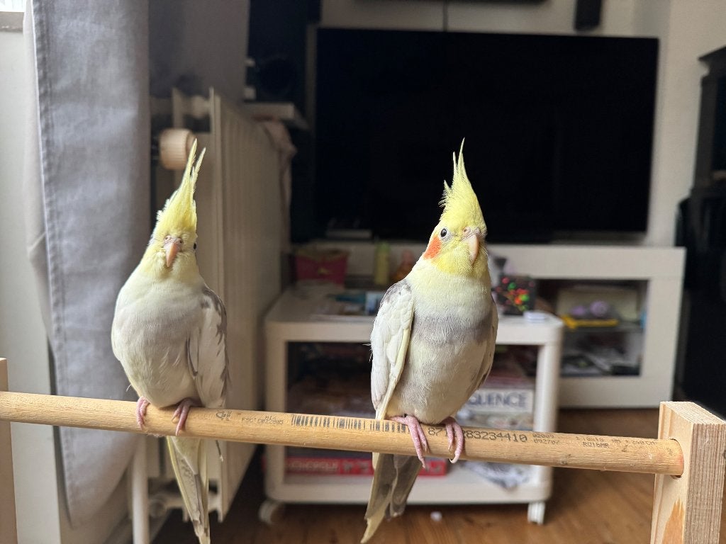 Les perruches apprivoisées se reproduisent, Animaux & Accessoires, Oiseaux | Perruches & Perroquets, Plusieurs animaux, Perruche