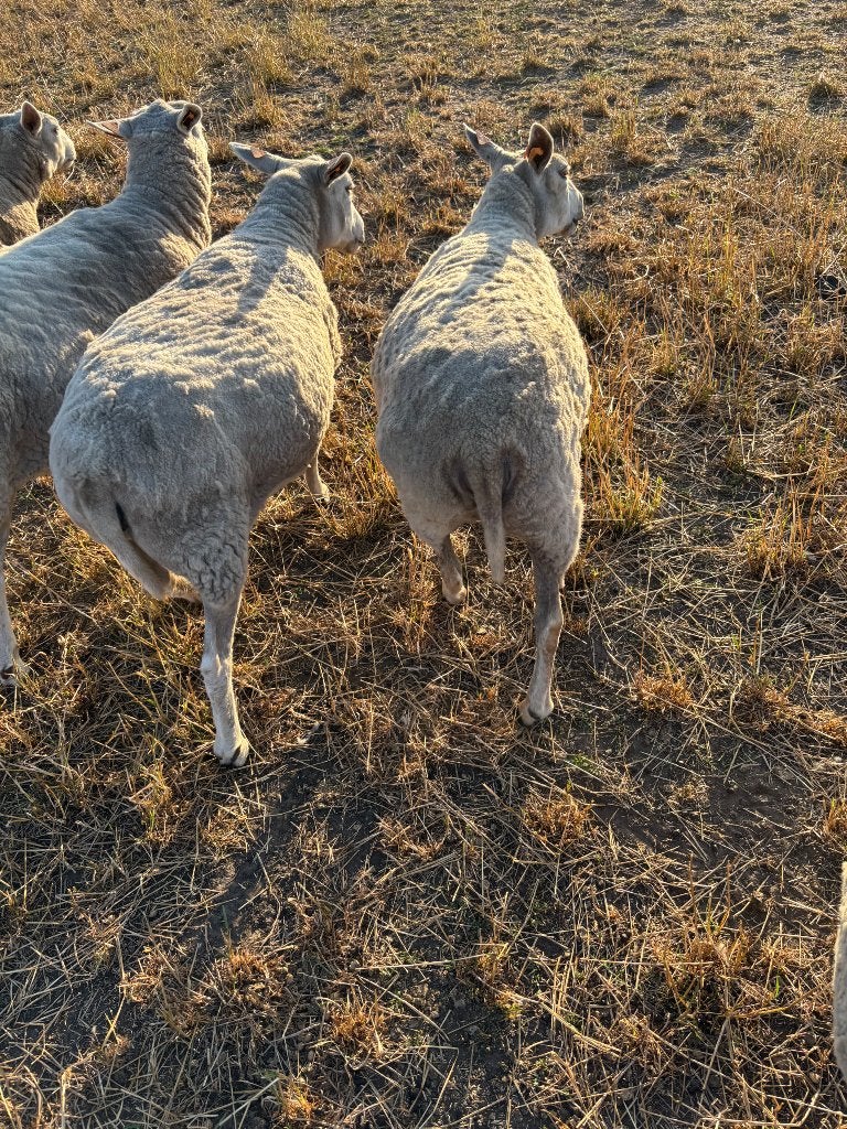 Schapen, Animaux & Accessoires, Femelle, Mouton, 0 à 2 ans