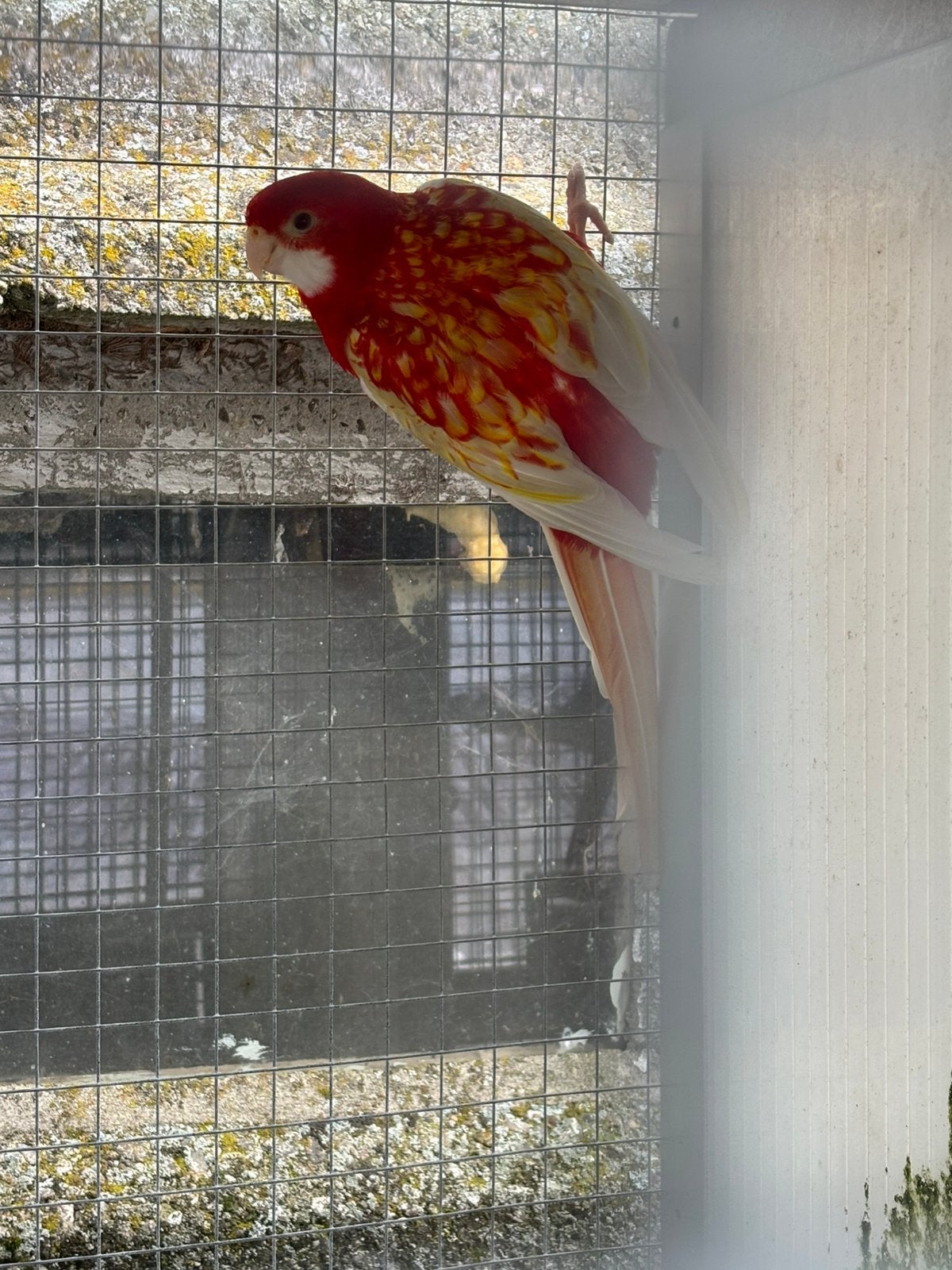 1 Rotella, Dieren en Toebehoren, Vogels | Parkieten en Papegaaien
