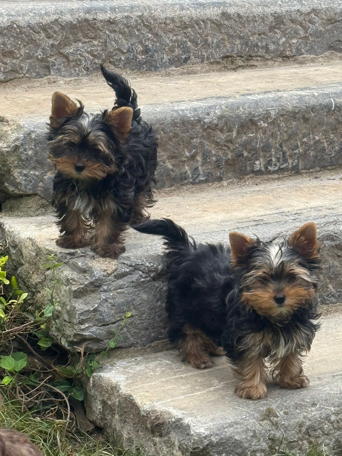 Yorkshire pups, Dieren en Toebehoren, België, 8 tot 15 weken, Meerdere, Meerdere dieren