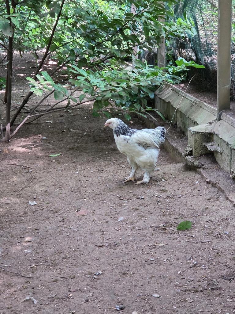 Brahma haantjes, Dieren en Toebehoren, Mannelijk, Kip