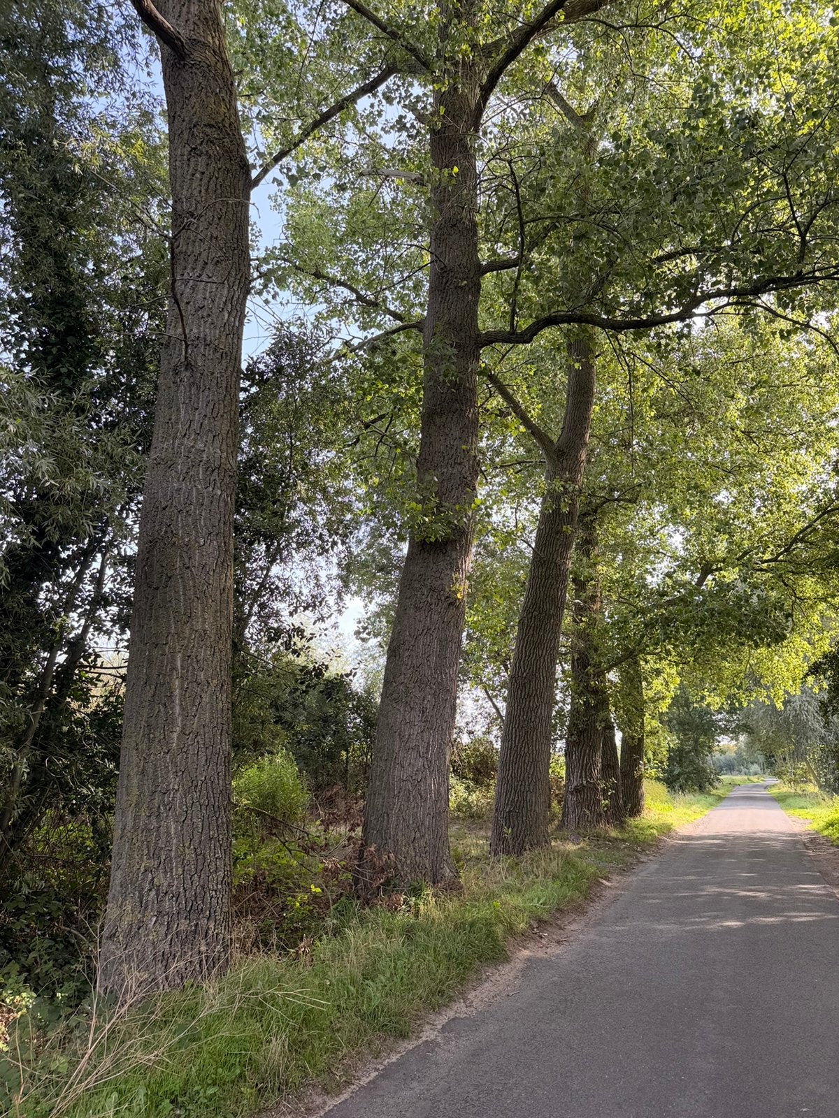 6 kaprijpe populieren te Adegem, Tuin en Terras, Brandhout, Ophalen