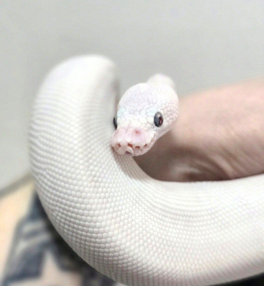 ballpython Blue Eyed lucy Ball Python photo 2