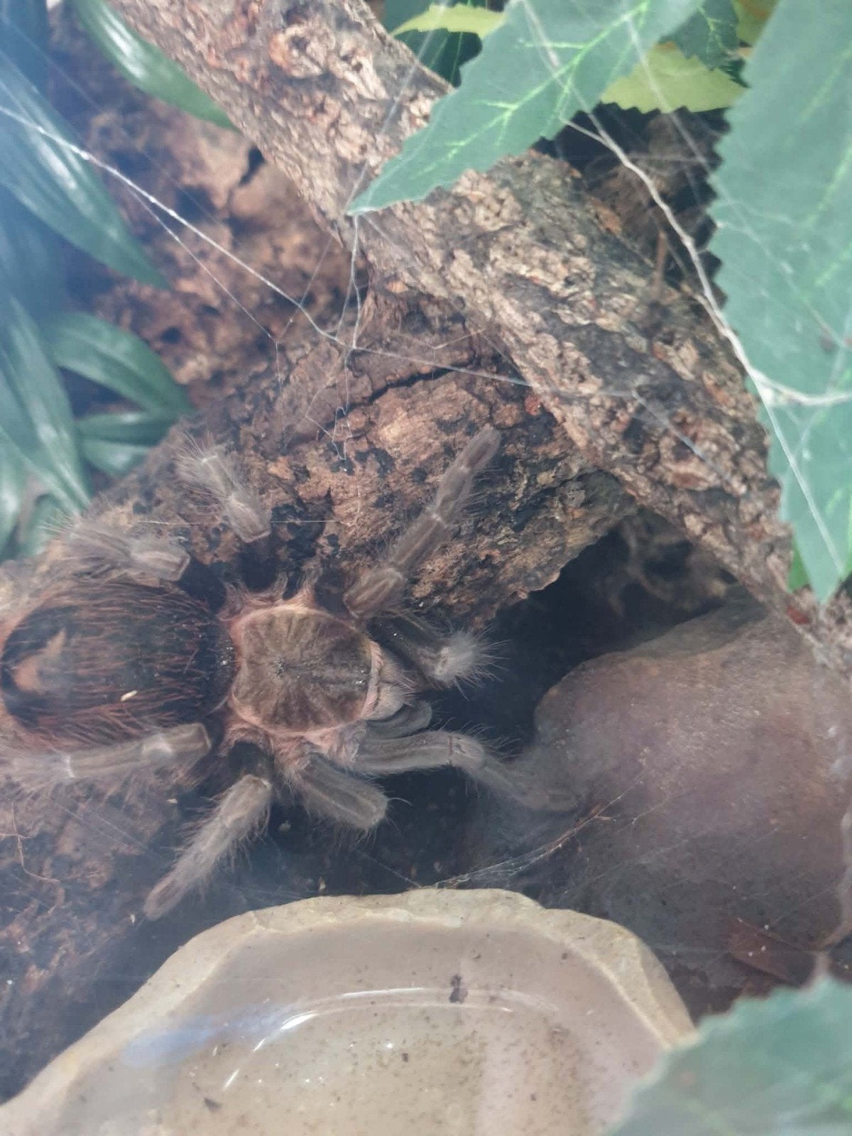 Vogelspin, Dieren en Toebehoren, Overige soorten, Tam, 3 tot 6 jaar
