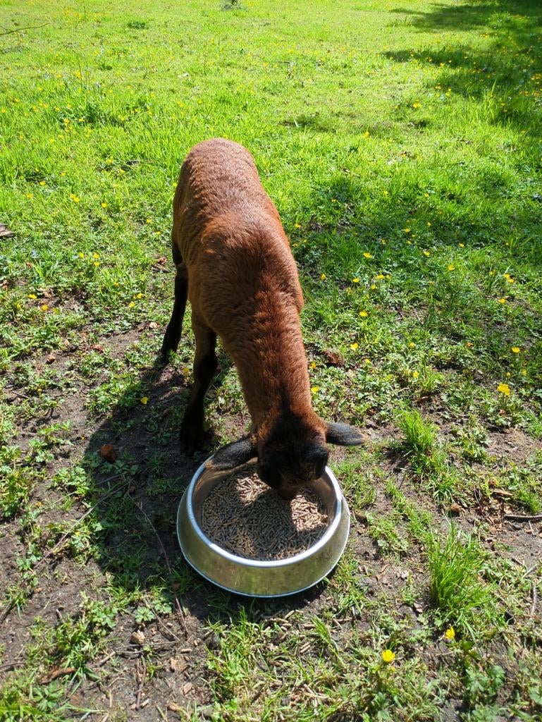 Kameroen (ram), Dieren en Toebehoren