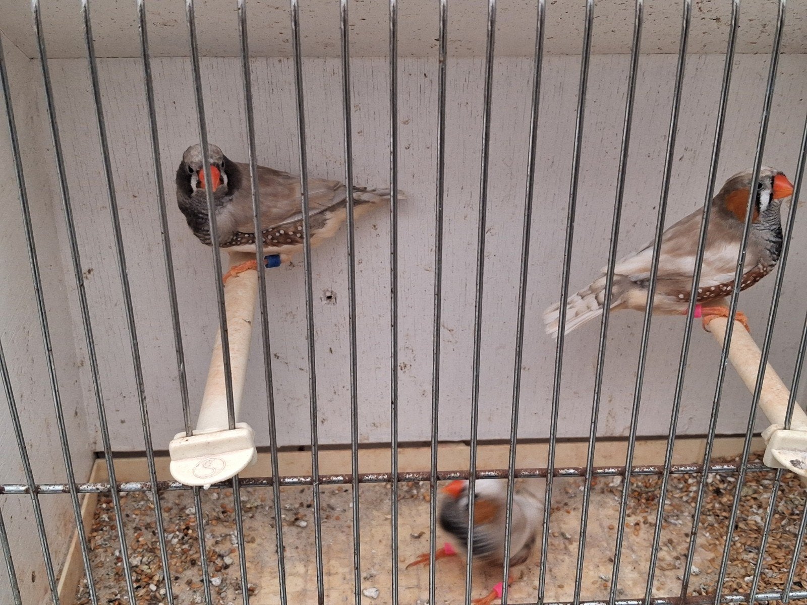 zebravinken, Dieren en Toebehoren, Vogels | Overige Vogels