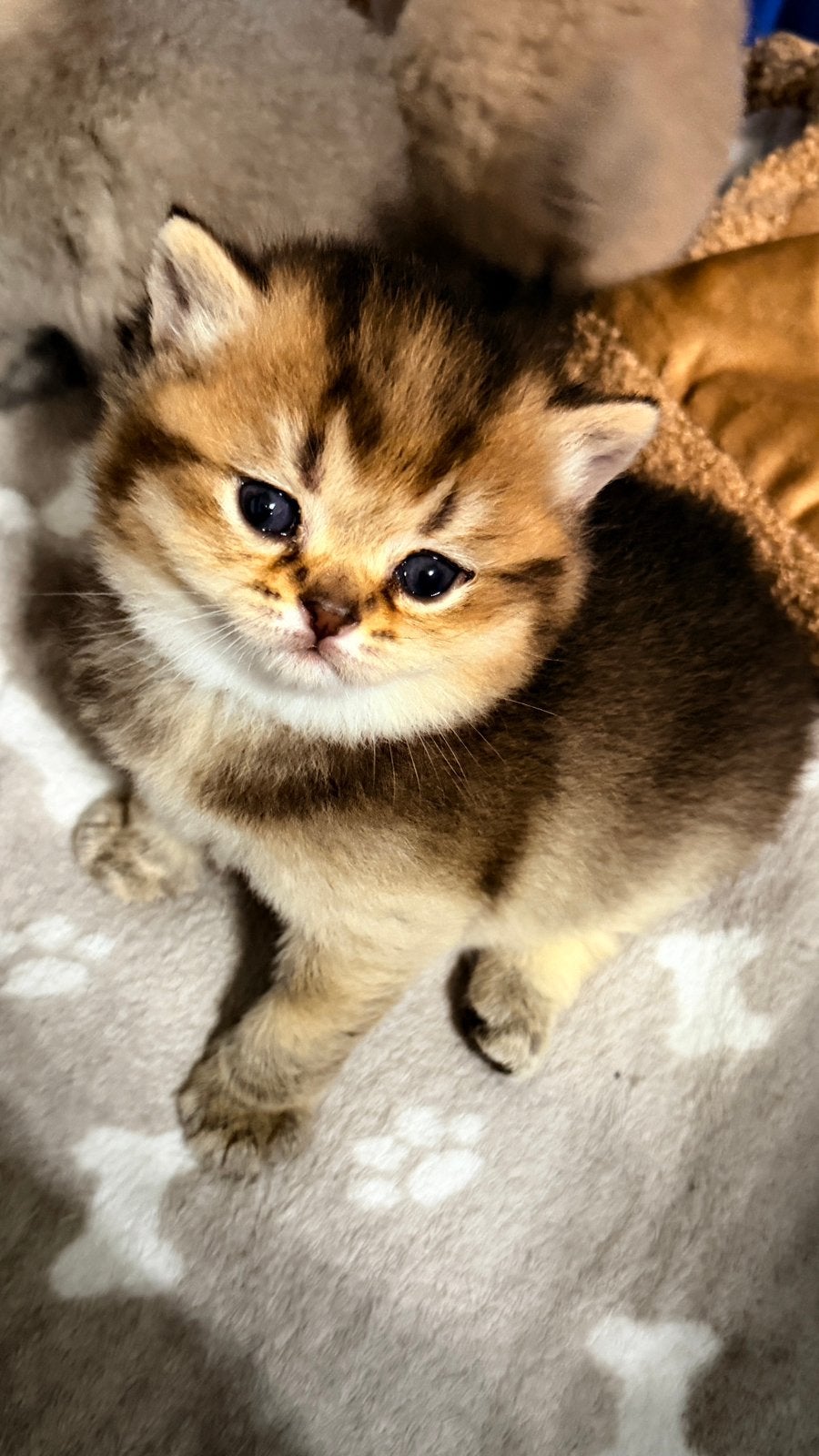 Prachtige Brits korthaar kittens, Dieren en Toebehoren, Katten en Kittens | Raskatten | Korthaar, Meerdere dieren, Gechipt, 0 tot 2 jaar