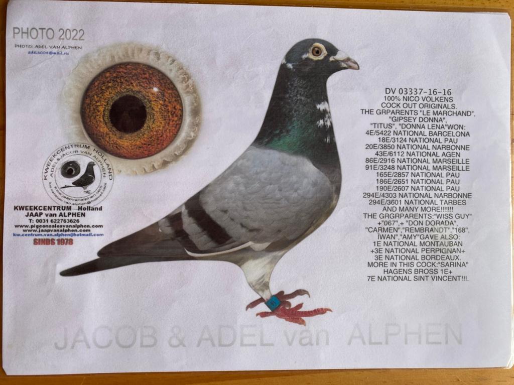 Le coq de Nico Volkens 2016, Animaux & Accessoires, Oiseaux | Pigeons, Mâle, Pigeon voyageur