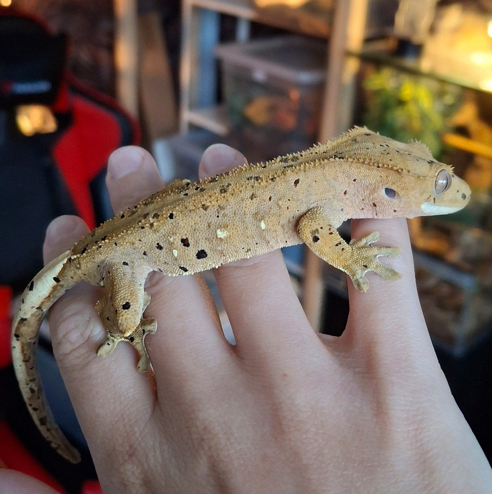 Voor Houten morgen! 3 dalmatian wimpergekko's/crested geckos, Dieren en Toebehoren, Reptielen en Amfibieën, Hagedis, Tam, 0 tot 2 jaar