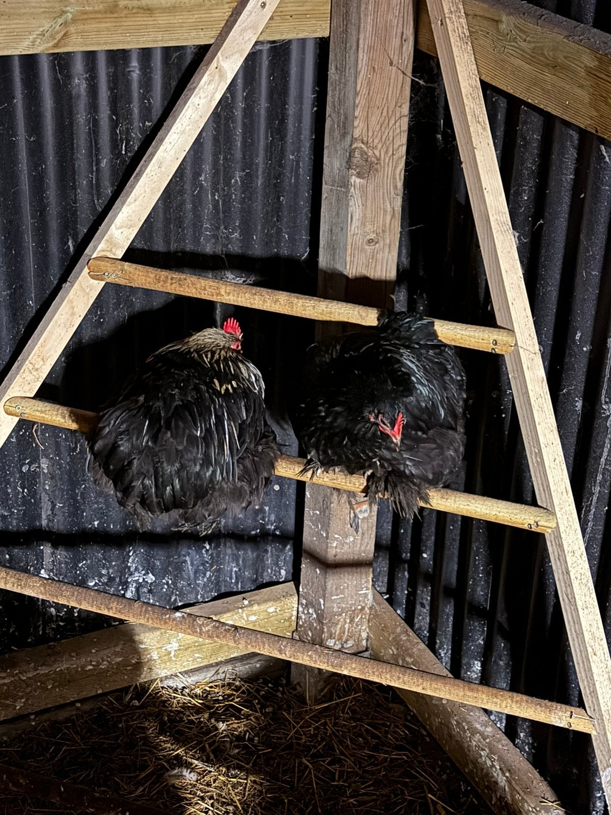 Cochin krielen koppeltje, Dieren en Toebehoren, Meerdere dieren, Kip