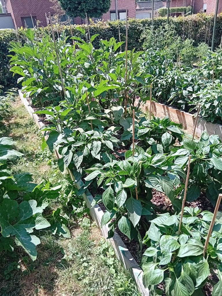 biologische groenten uit eigen tuin, Jardin & Terrasse, Jardin & Terrasse Autre, Neuf, Enlèvement