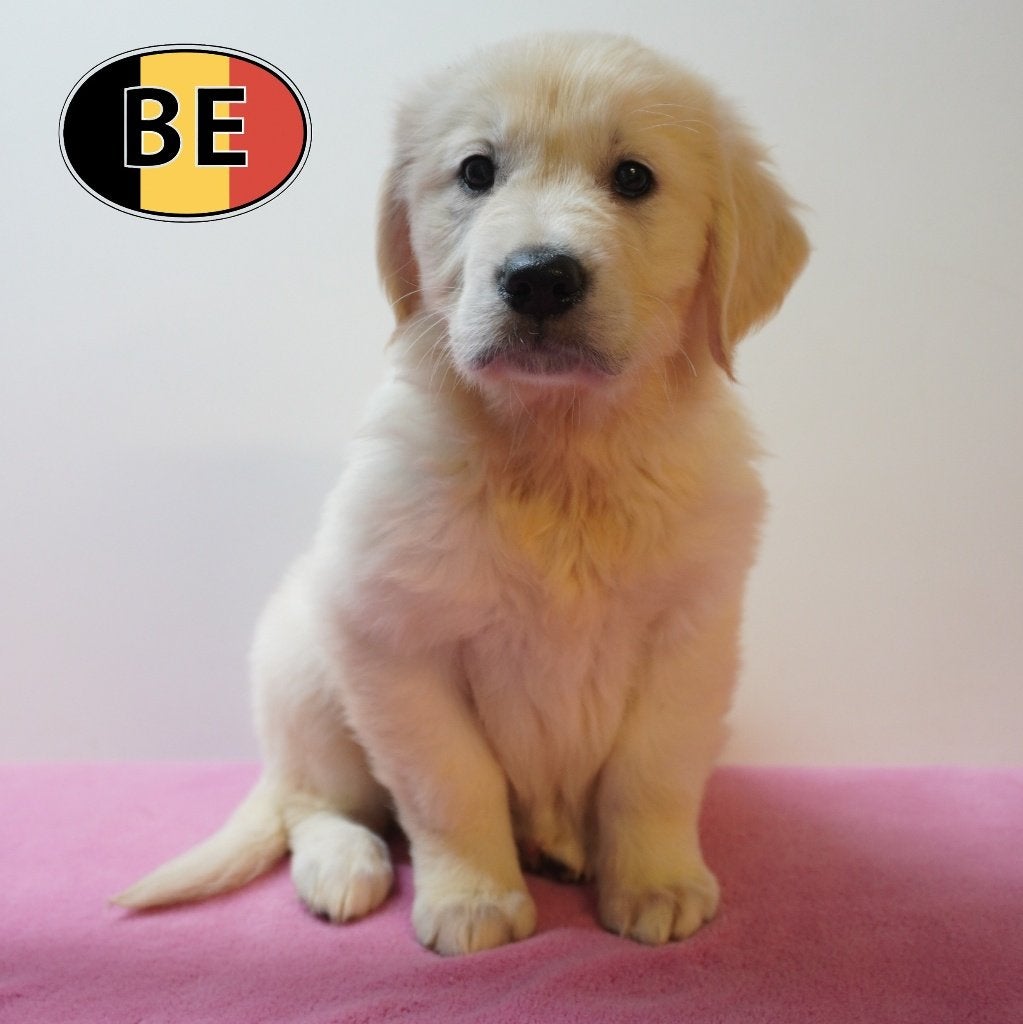 Golden Retriever pups te koop– Zachtheid en levensvreugde, België, Handelaar, 8 tot 15 weken, Meerdere