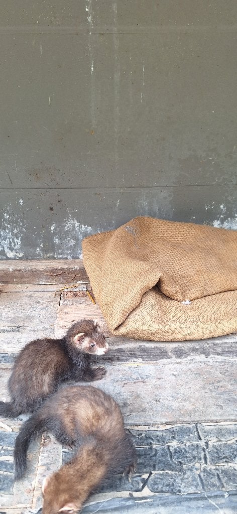 Fretten, Dieren en Toebehoren, April