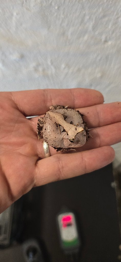 Regius ,ciliatus,ceratophrys, Animaux & Accessoires, Autres espèces, 0 à 2 ans