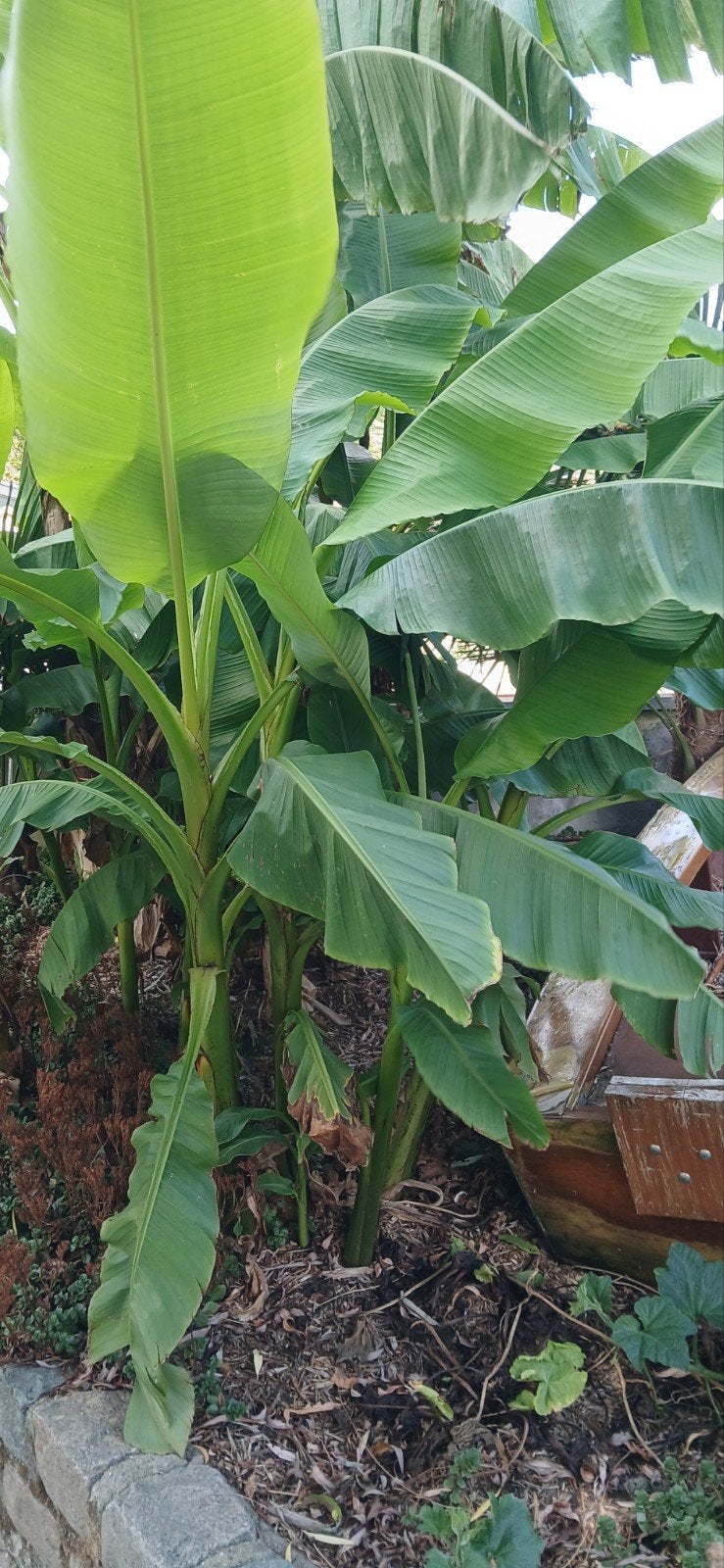 musa basjoo bananenplanten, Tuin en Terras, Ophalen