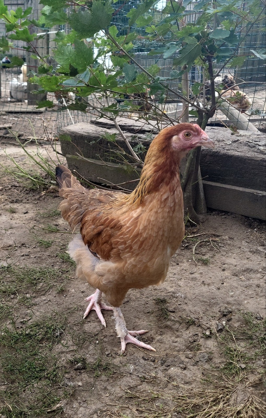 poule et coq marans, Dieren en Toebehoren