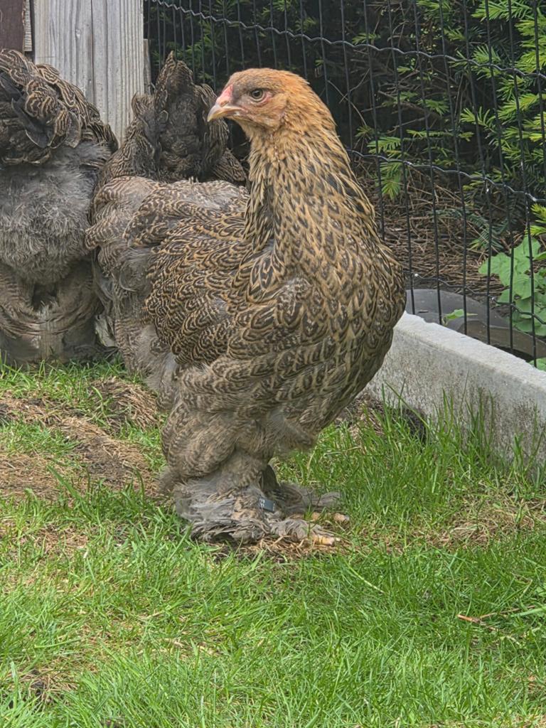Brahma meerzomig patrijs hennen, Dieren en Toebehoren