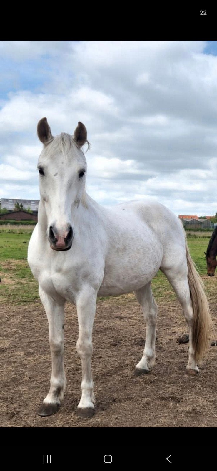 spaanse ruin, Ruin, Zadelmak, 11 jaar of ouder, Recreatiepony