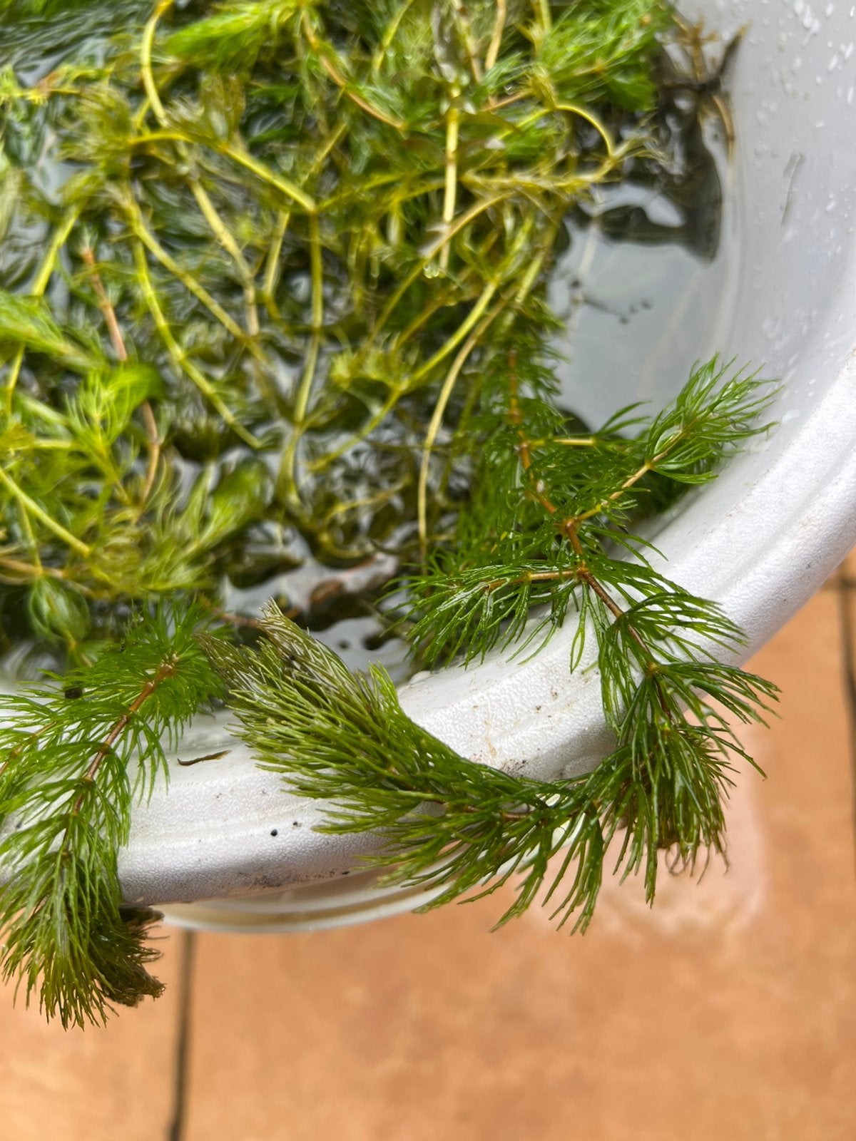 Zuurstof plant voor vijver, Ophalen