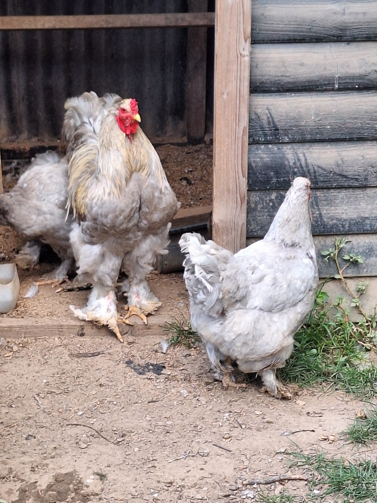 brahma parelgrijs wit gepareld