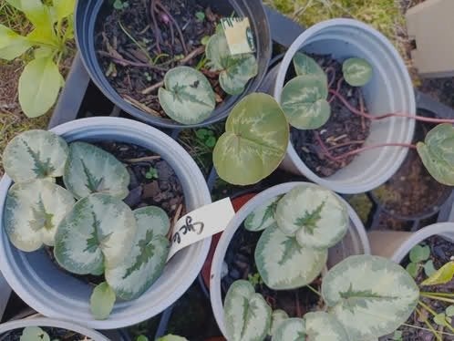 Cyclaam, bodembedekker, 4 potjes, Tuin en Terras, Vaste plant, Halfschaduw, Lente, Ophalen