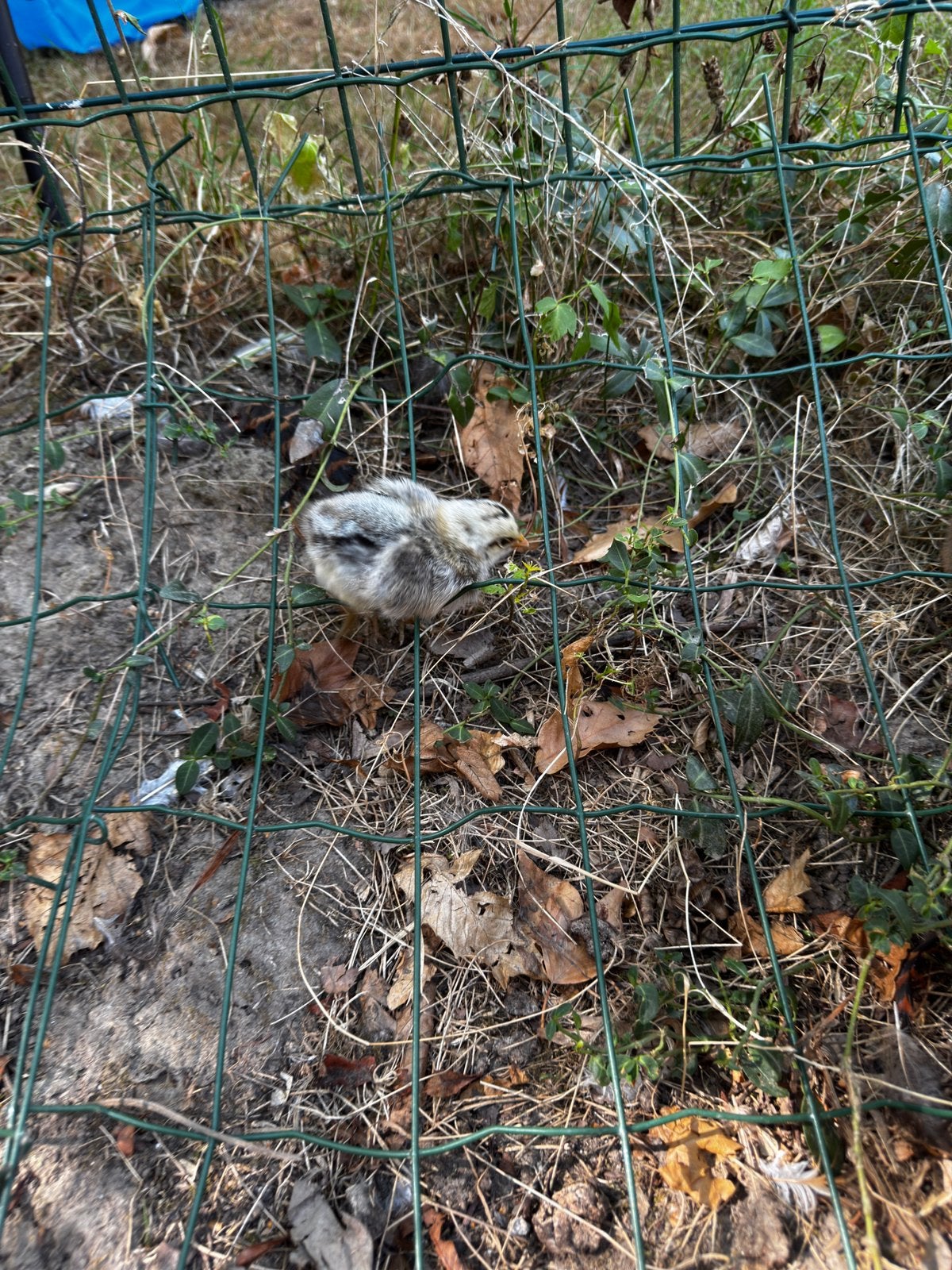 Haantje gratis (koekoek X goudbrakel), Dieren en Toebehoren, Pluimvee, Mannelijk, Kip