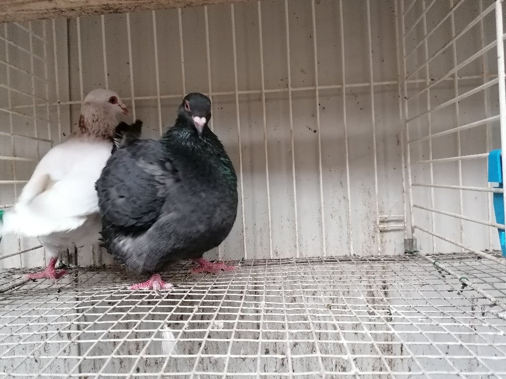 Texaanse pioneer duiven, Meerdere dieren, Overige soorten