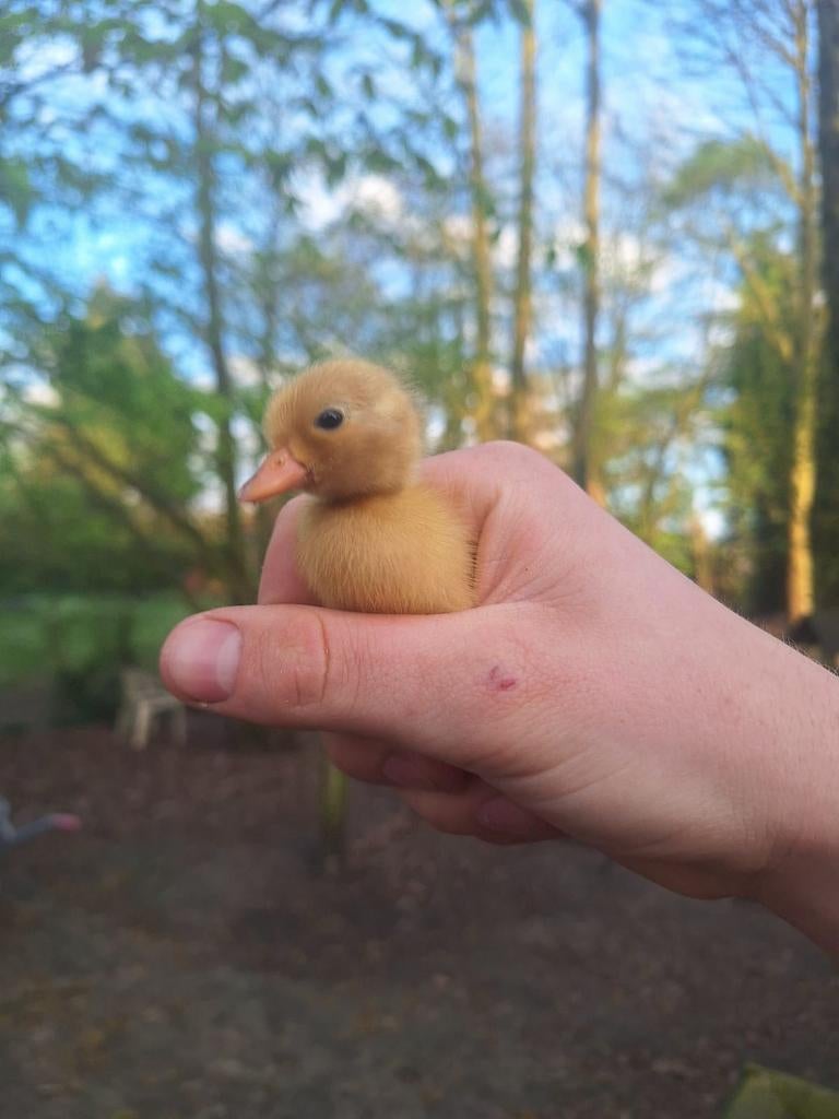 Kwaker kuikentjes (korte bekjes), Animaux & Accessoires, Volatiles, Sexe inconnu, Canard
