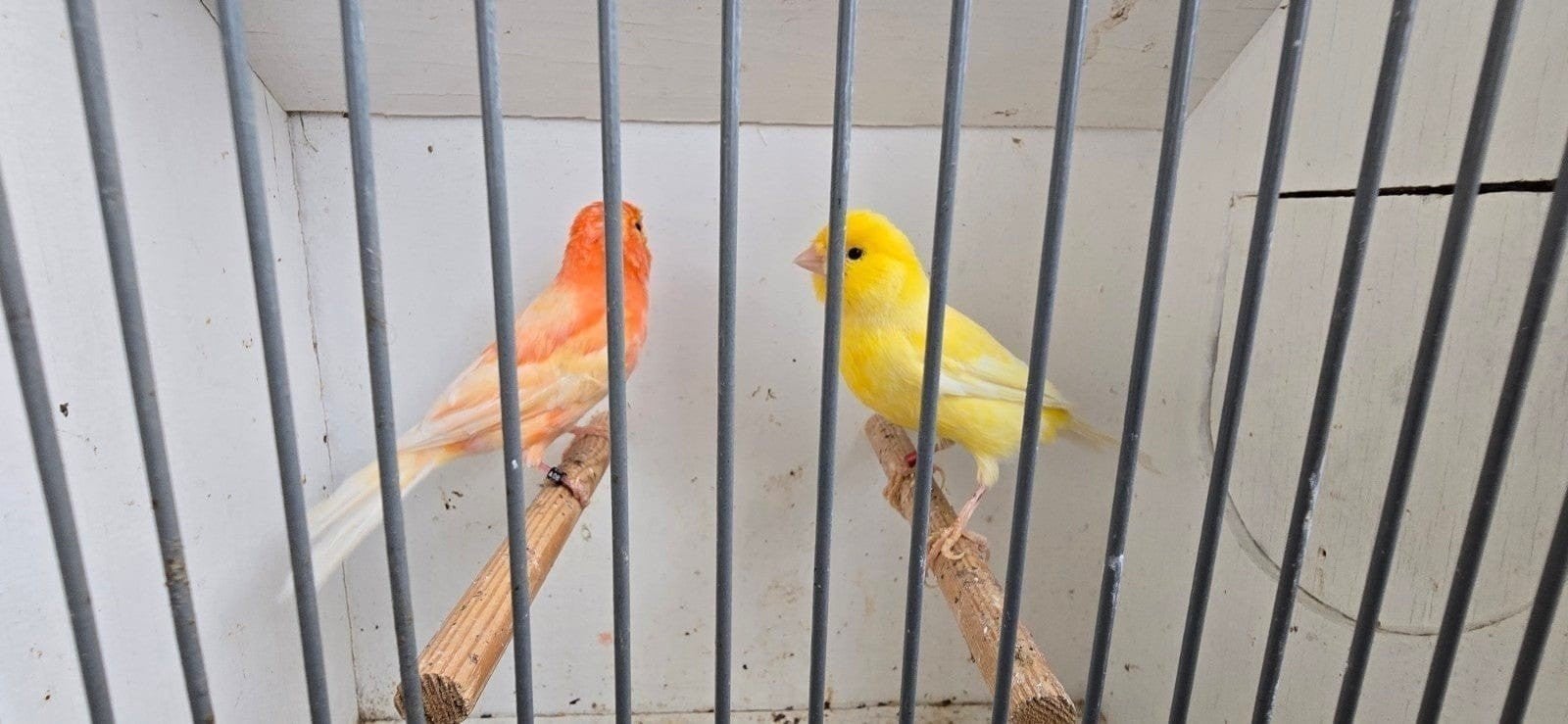 Koppel kanarie met kooi 50€, Dieren en Toebehoren, Vogels | Kanaries