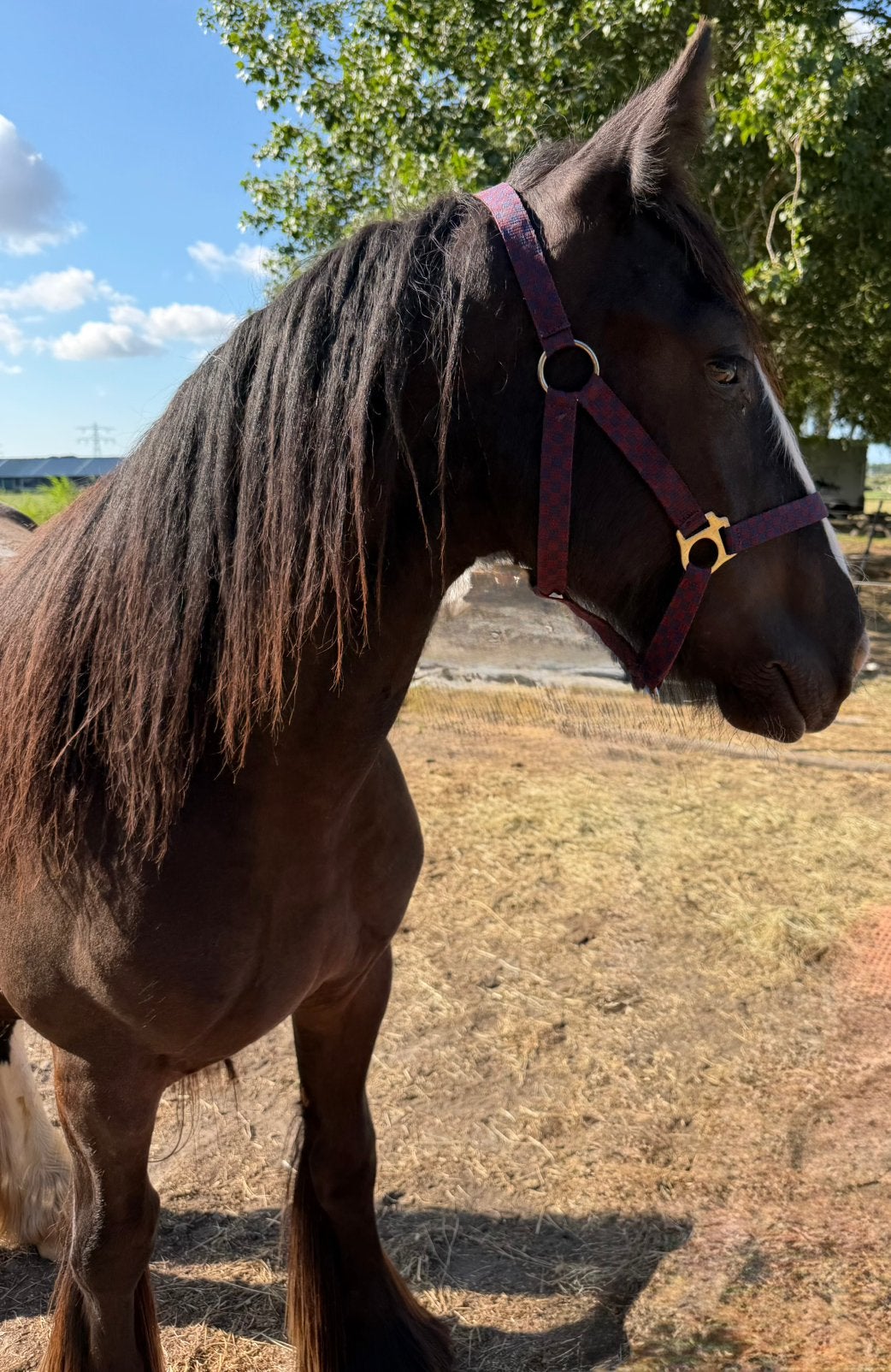 Een bijzondere kans voor de echte Gypsy H liefhebber!, Dieren en Toebehoren, Merrie