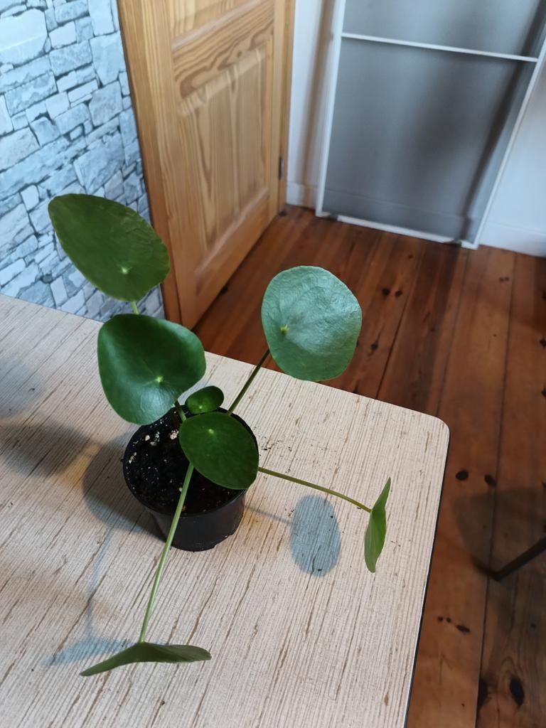 Pannenkoeken plant, Ophalen