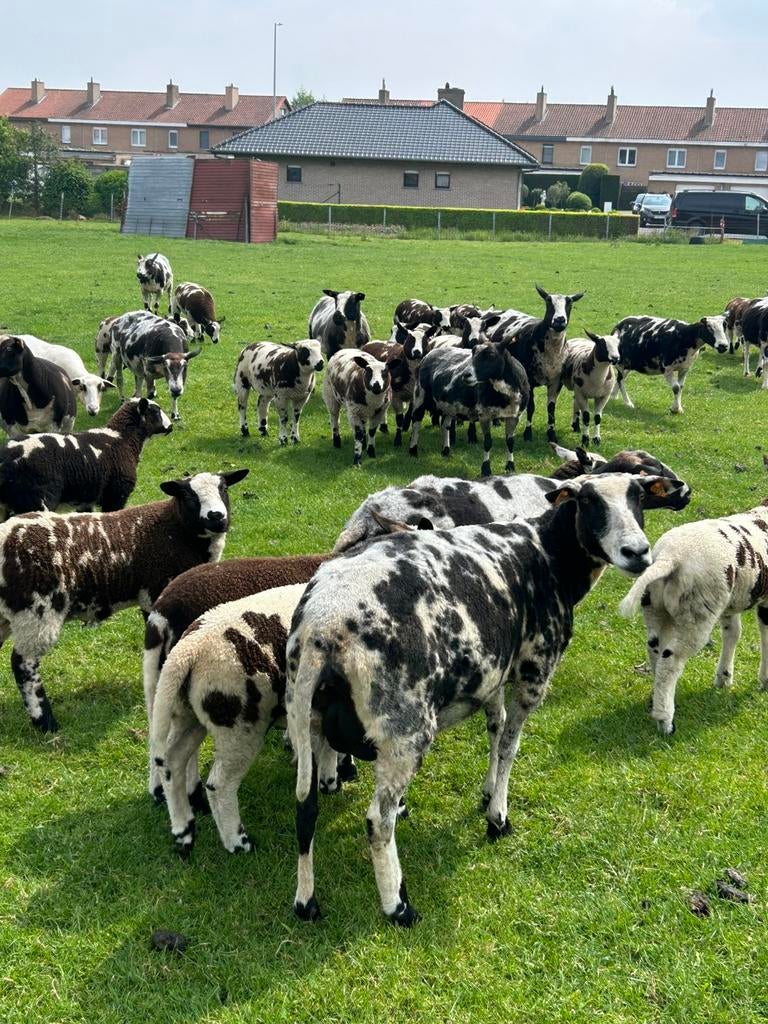 Keuze uit mooie baggerbonte schapen ooi lammeren !, Dieren en Toebehoren, Schapen, Geiten en Varkens, Vrouwelijk, Schaap